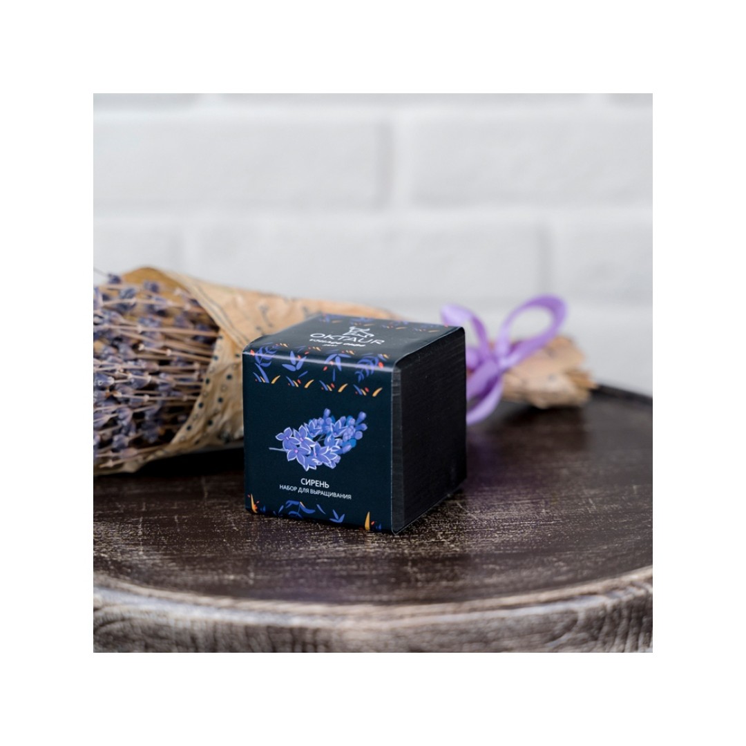 Набор для выращивания "Small village cube "Сирень"