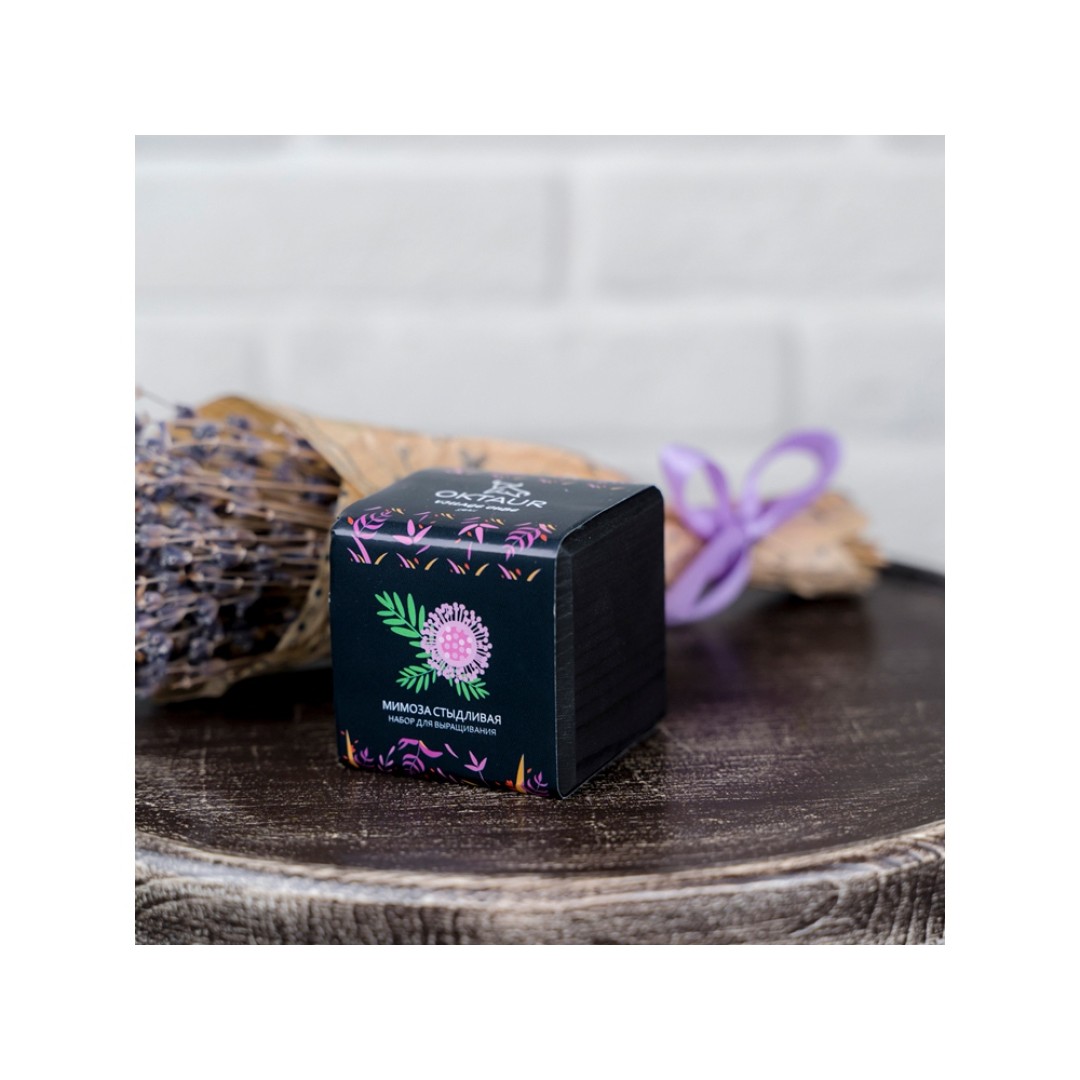 Набор для выращивания "Small village cube "Мимоза стыдливая"