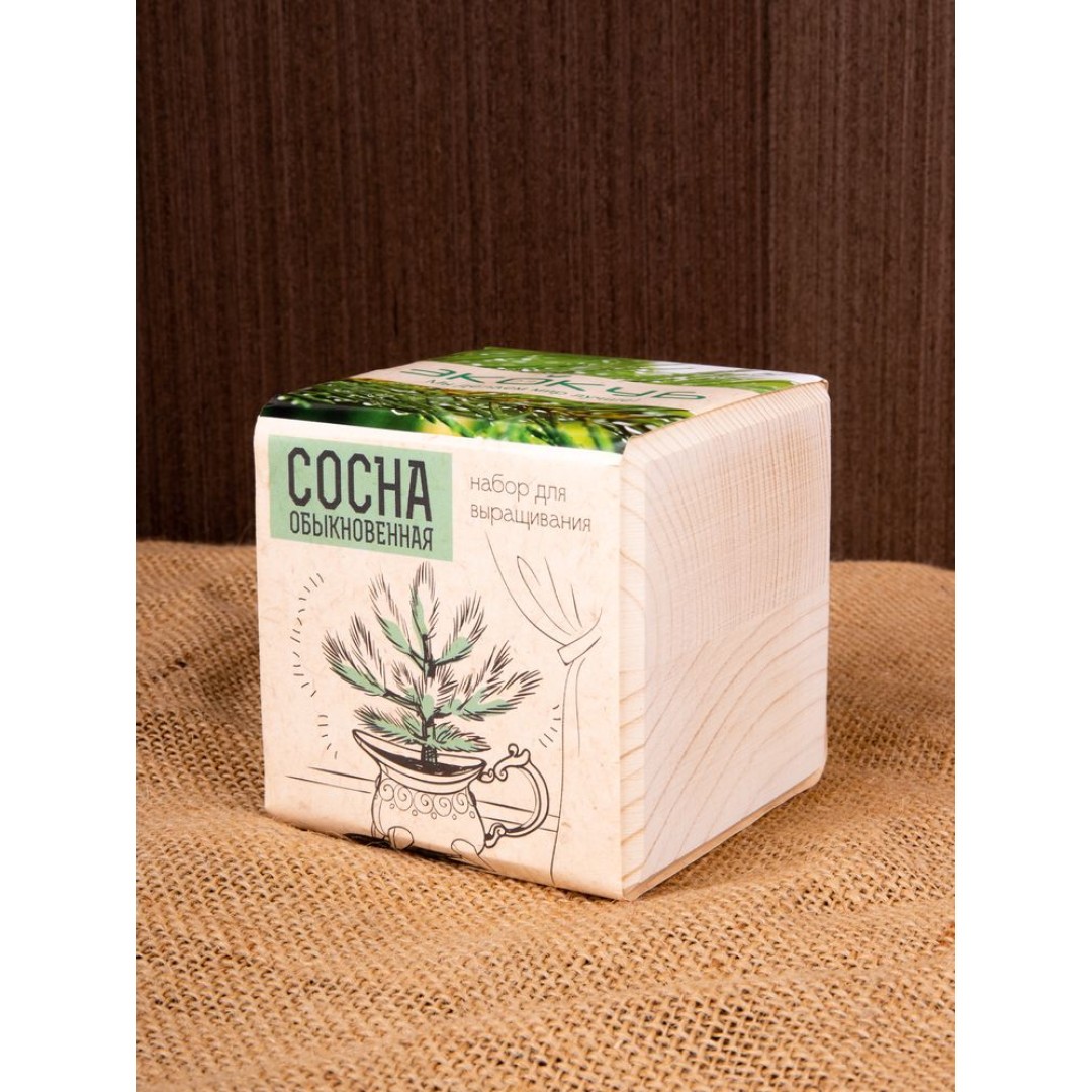 Набор для выращивания «Экокуб», сосна