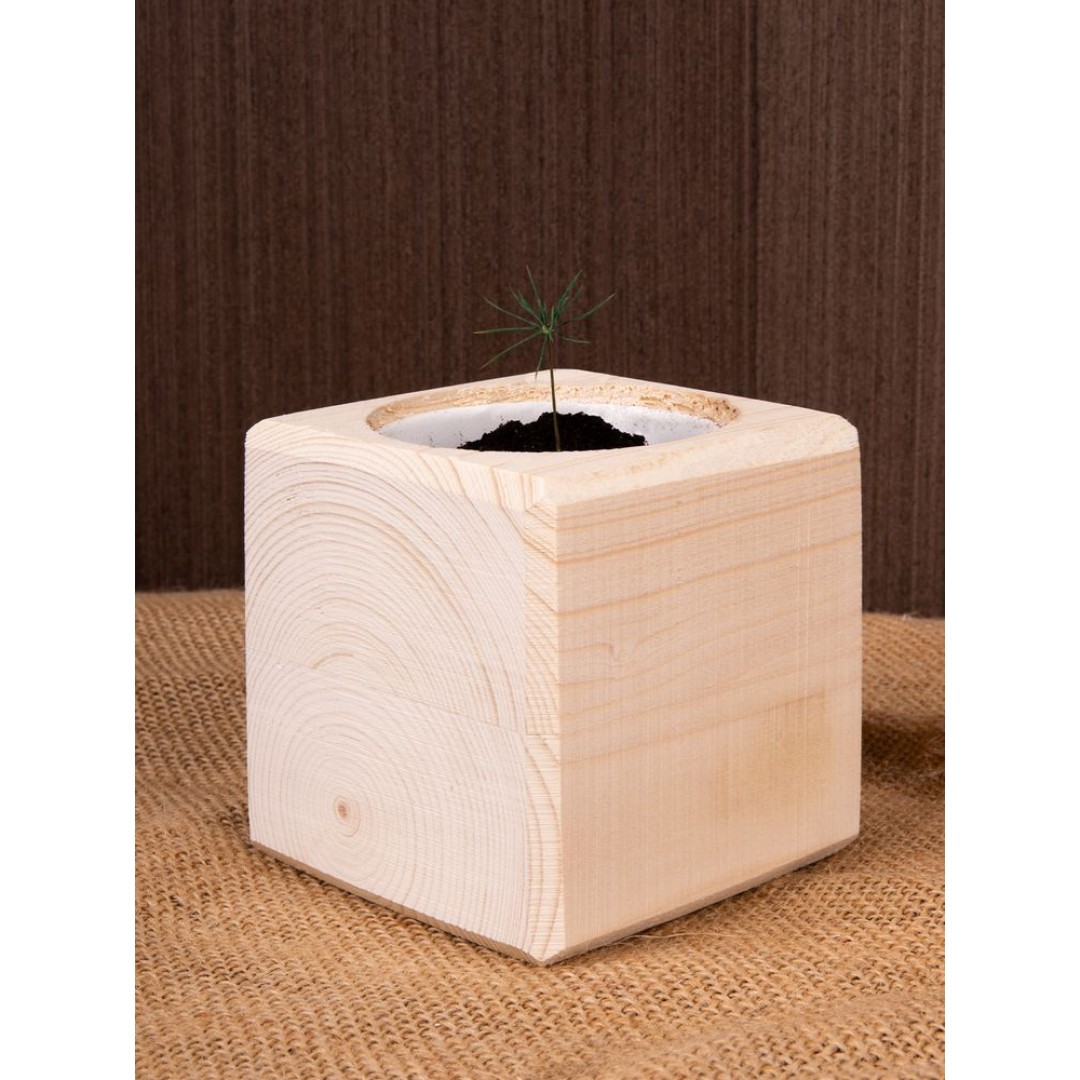 Набор для выращивания «Экокуб», сосна