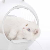 GPS трекер для собак Tractive GPS Pet Hunters Edition Camouflage (TRAHU1)