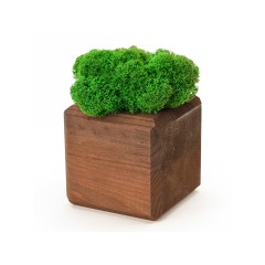 Композиция "Мох в интерьере" мокко, зеленый