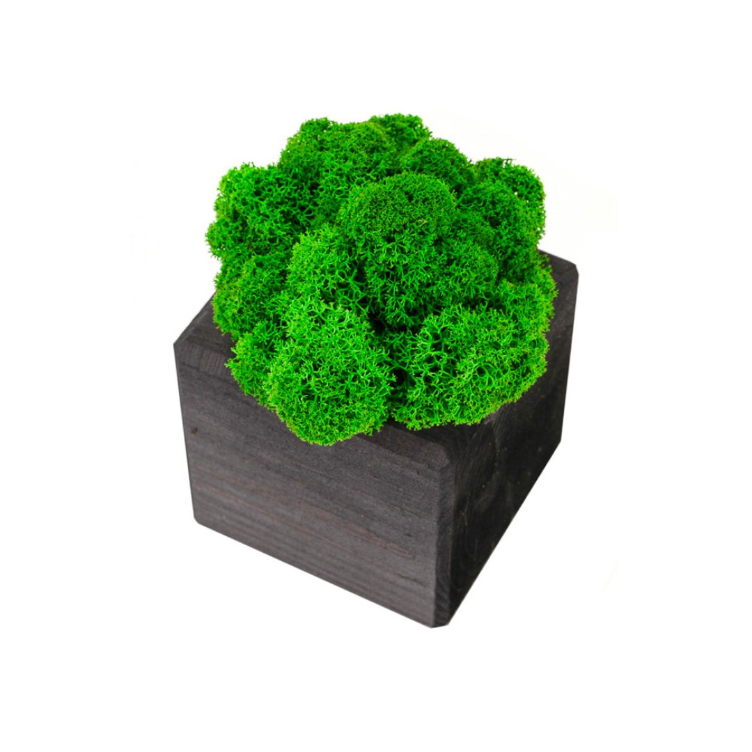 Композиция "Мох в интерьере" эбен, зеленый