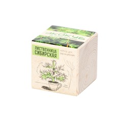 Набор для выращивания "Экокуб Classic "Лиственница Сибирская"