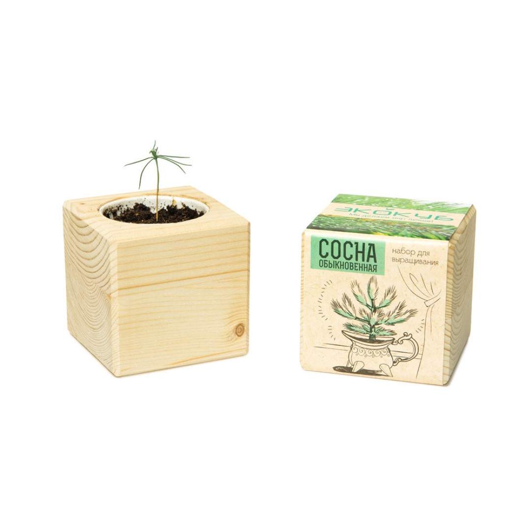 Набор для выращивания "Экокуб Classic "Сосна обыкновенная"