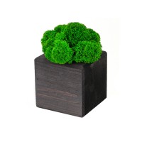 Композиция "Мох в интерьере" эбен, зеленый