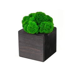 Композиция "Мох в интерьере" эбен, зеленый