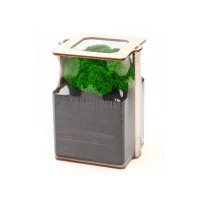 Композиция "Мох в интерьере" эбен, зеленый