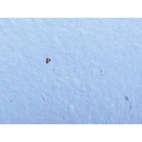 Живой блокнот с семенами цветов, А6, синий