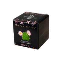 Набор для выращивания "Small village cube "Эхиноцереус"