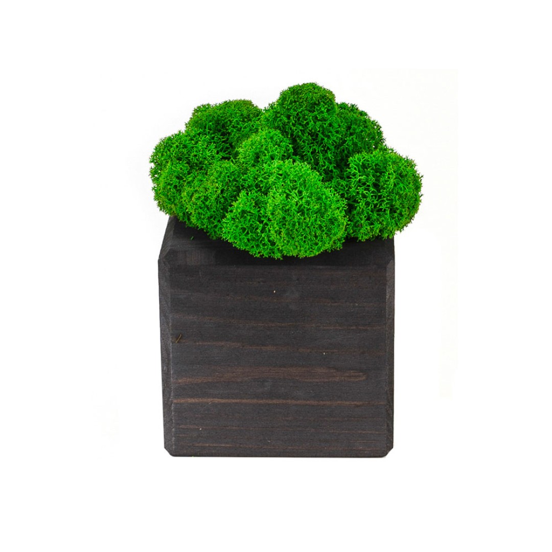 Композиция "Мох в интерьере" эбен, зеленый