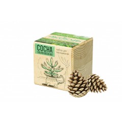 Набор для выращивания "Экокуб Classic "Сосна обыкновенная"