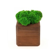 Композиция "Мох в интерьере" мокко, зеленый