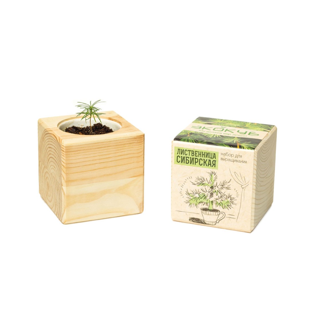 Набор для выращивания "Экокуб Classic "Лиственница Сибирская"