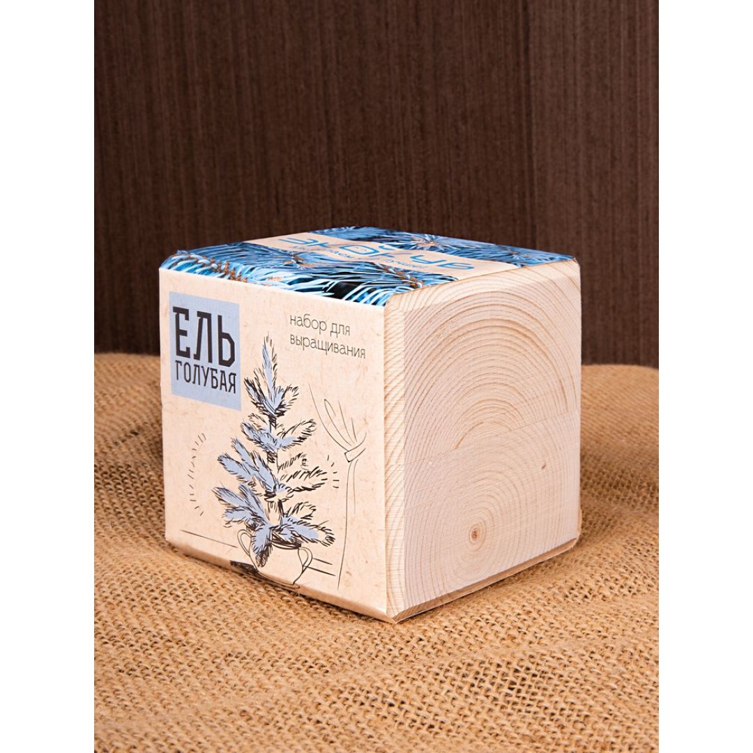 Набор для выращивания «Экокуб», ель голубая