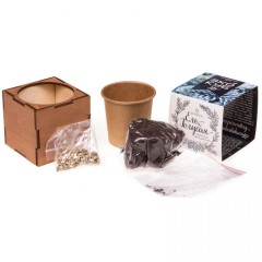 Набор для выращивания «Экокуб Lite», ель голубая