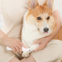 Триммер для стрижки животных Xiaomi Pawbby Pet Small Area Clippers (MG-FP001A)