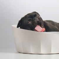 Лежанка для домашних животных Xiaomi Jordan&Judy Round Pet Nest (PE010)