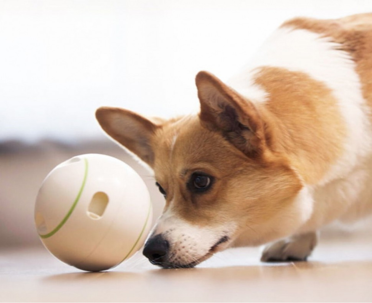 Игрушка для животных с утечкой корма Xiaomi Petgeek Automatic Ball White (K90759K)